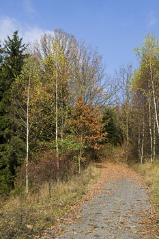 Countryside Road in Fall