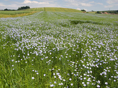 Flax Field in the Czech Republic Countryside