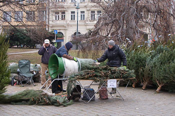 A Christmas Tree Vendor on Náměstí Míru, Prague A Christmas Tree Vendor on Náměstí Míru, Prague